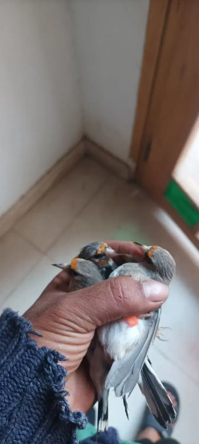 سهره نر و ماده|پرنده|اصفهان, پزوه|دیوار