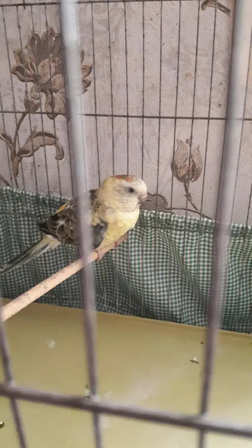 جفت طوطی آواز خوان ۶میلیون|پرنده|اهواز, بعثت|دیوار