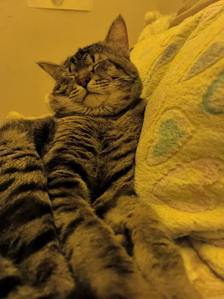 واگذاری گربه|گربه|برازجان, |دیوار