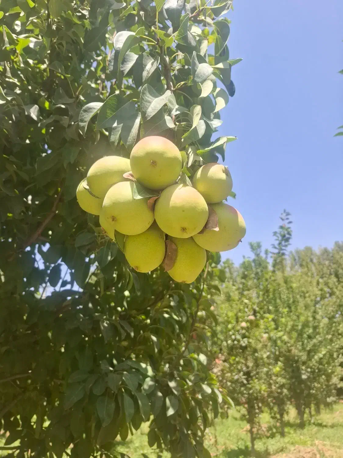 کارگر باغ ،آشنا با تراکتور|استخدام سرایداری و نظافت|مشهد, میان ولایت|دیوار