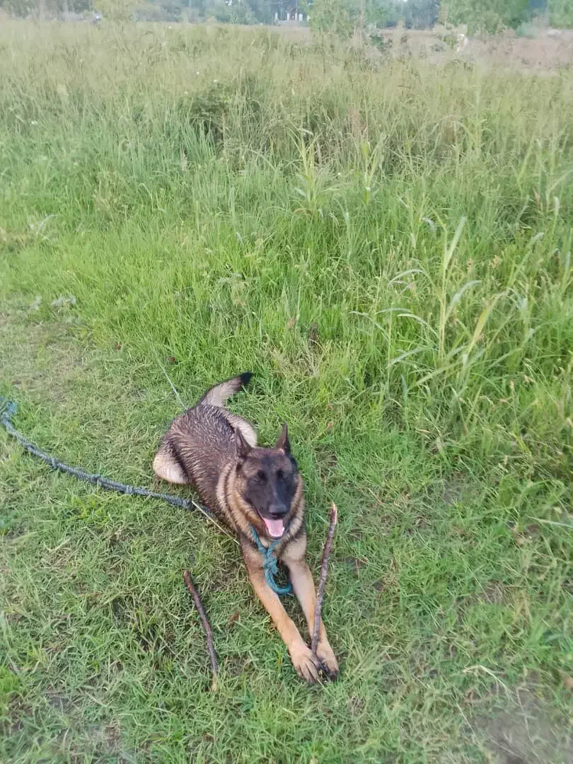 فروش سگ ژرمن شپرد|سگ|رودسر, |دیوار