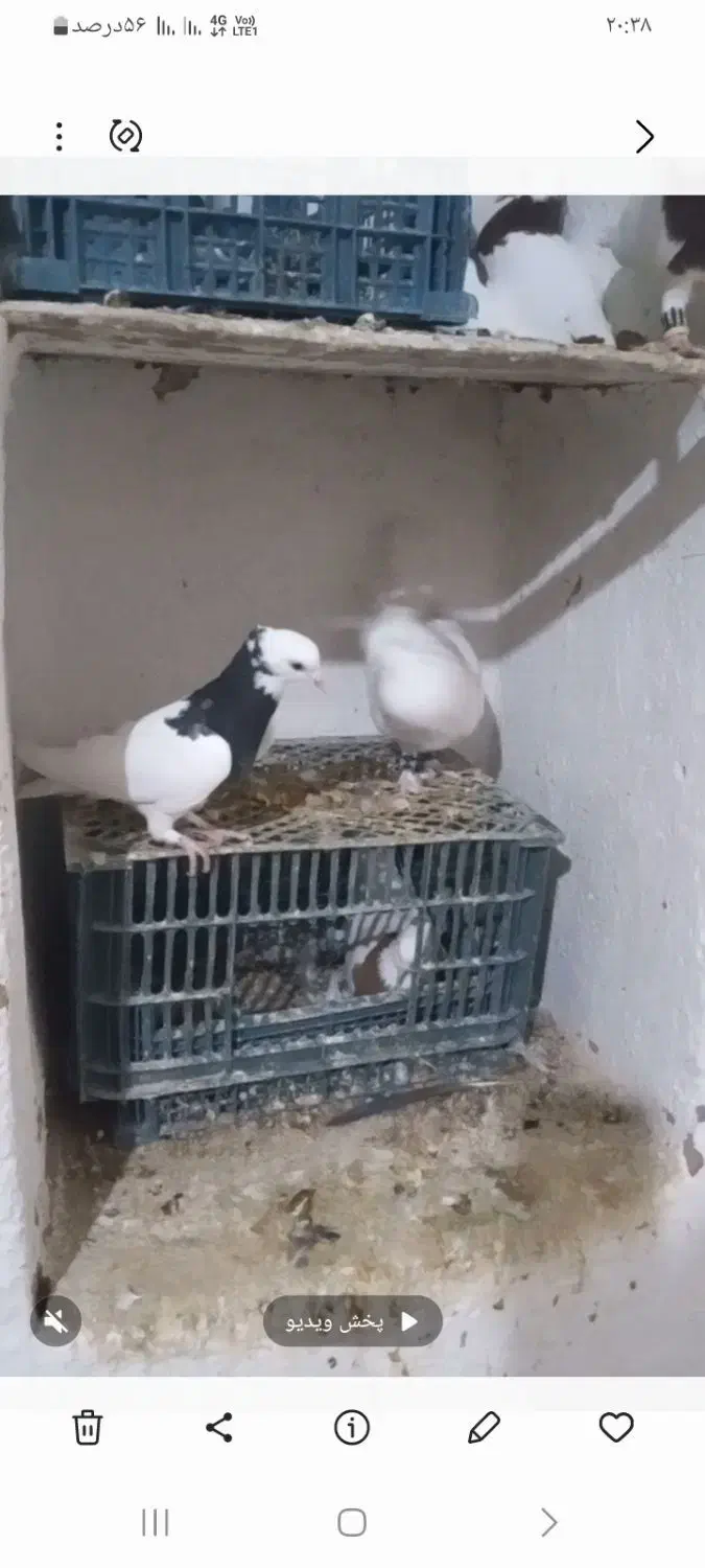 کفتر طوقی خوشکل و زرنگ|پرنده|سلامی, |دیوار