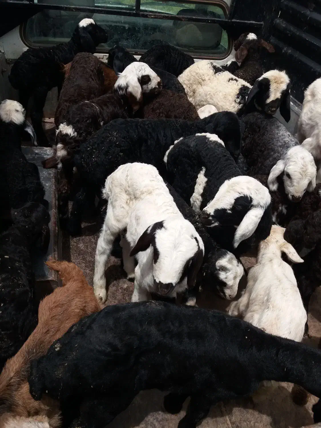 گوشت گوسفندی تازه کشتار روز درجه یک|خوردنی و آشامیدنی|بشاریات, |دیوار