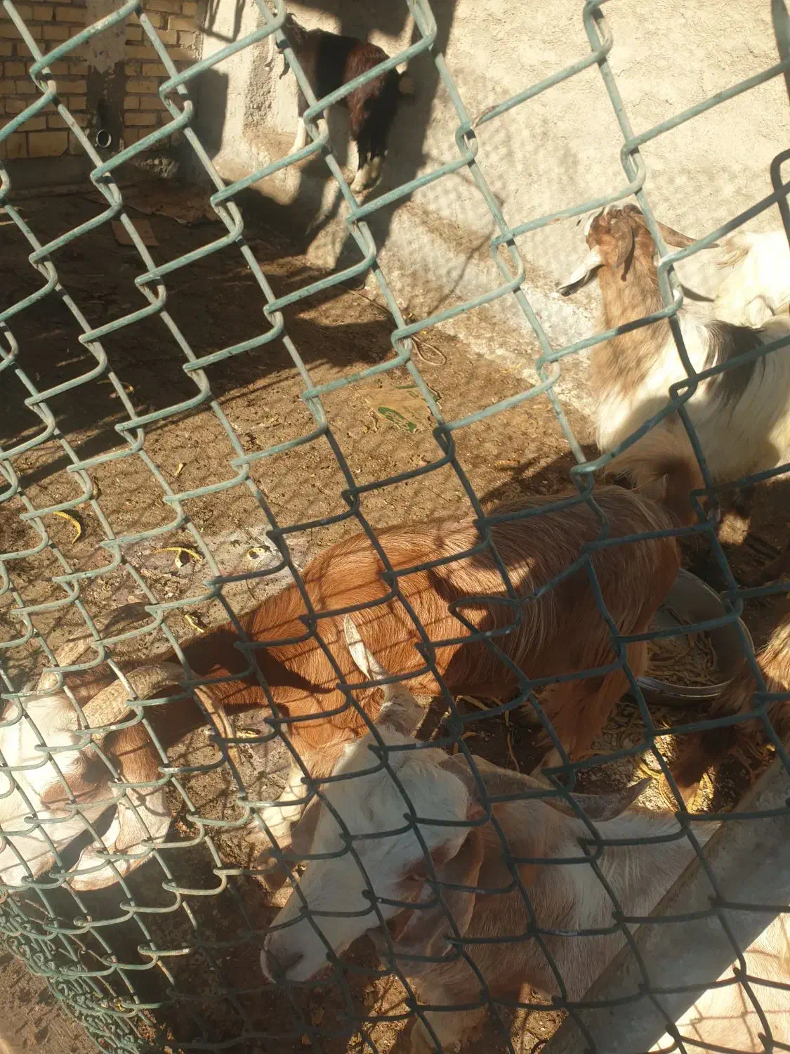 بز پازن و ماده|حیوانات مزرعه|بندر گناوه, |دیوار