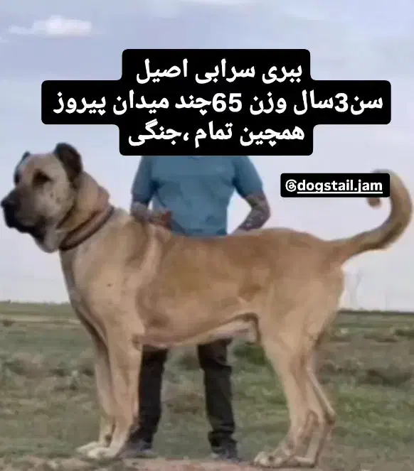 سگ گله|سگ|مشهد, توس (بلوار توس)|دیوار