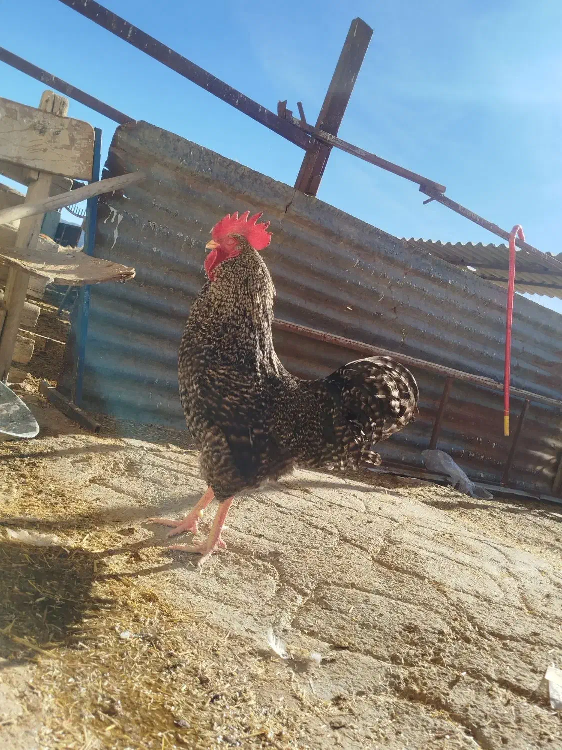 مرغ امروک|حیوانات مزرعه|گوآور, |دیوار