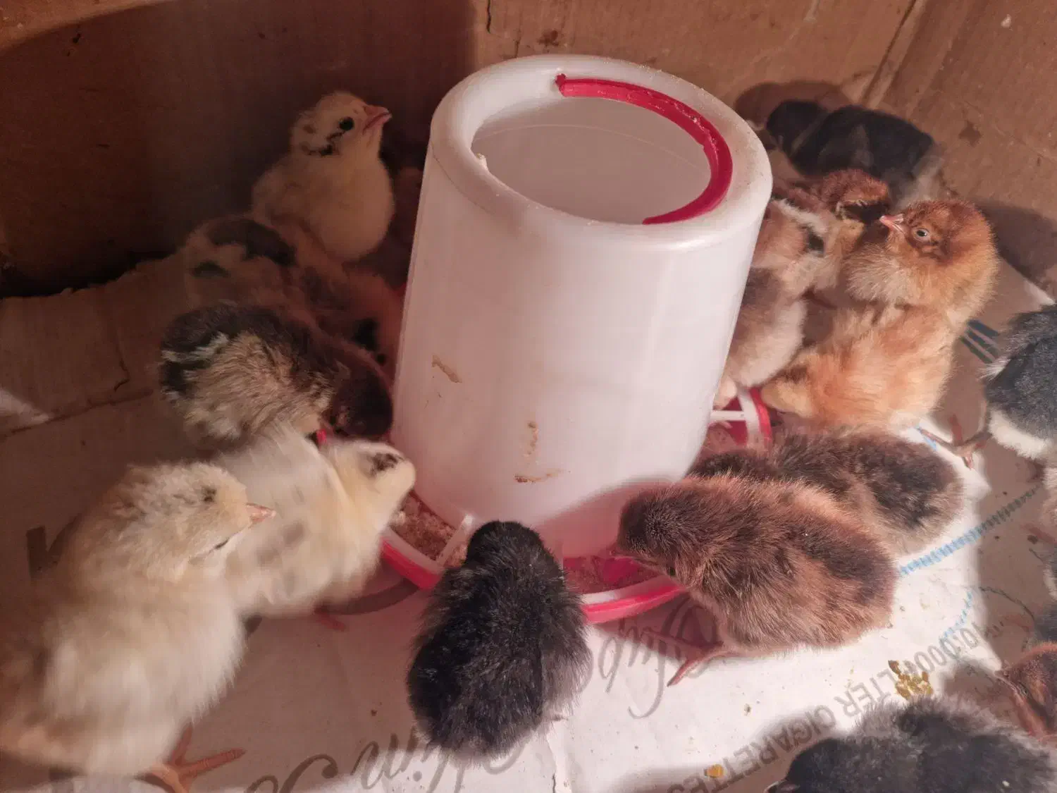 جوجه محلی|حیوانات مزرعه|مشگین شهر, |دیوار