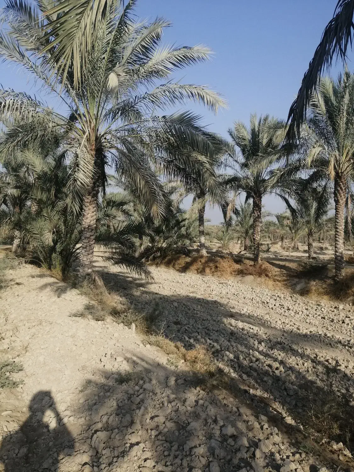 فروش نخل|گل و گیاه طبیعی|برازجان, |دیوار