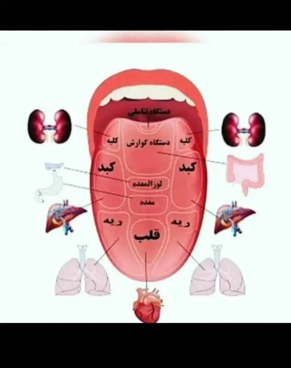 آموزش طب سنتی، آنلاین، فقط بانوان|خدمات آموزشی|بازرگان, |دیوار