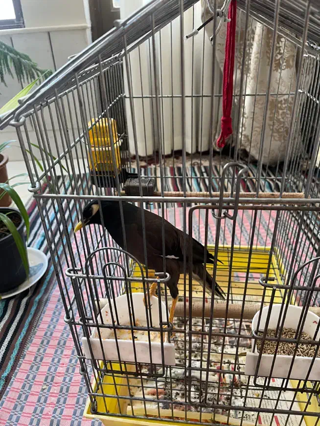 مرغ مینا|پرنده|اصفهان, شهرک ولیعصر|دیوار