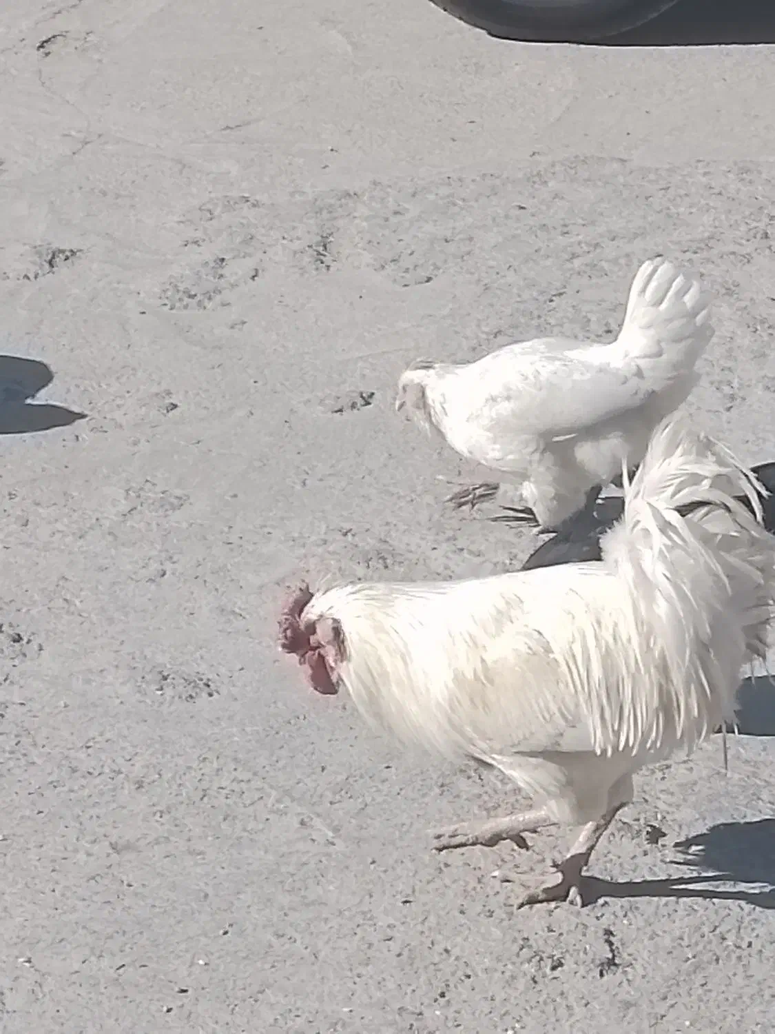 خروس|حیوانات مزرعه|یاسوج, |دیوار