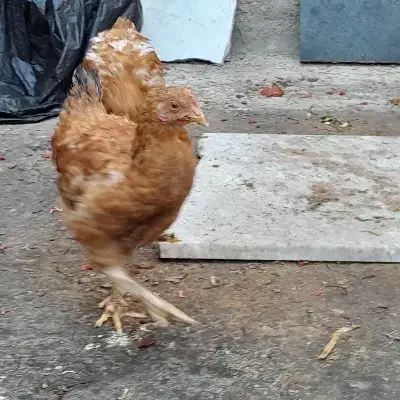 مرغ محلی درجه یک تخم مرغی هستن|حیوانات مزرعه|جوین, |دیوار