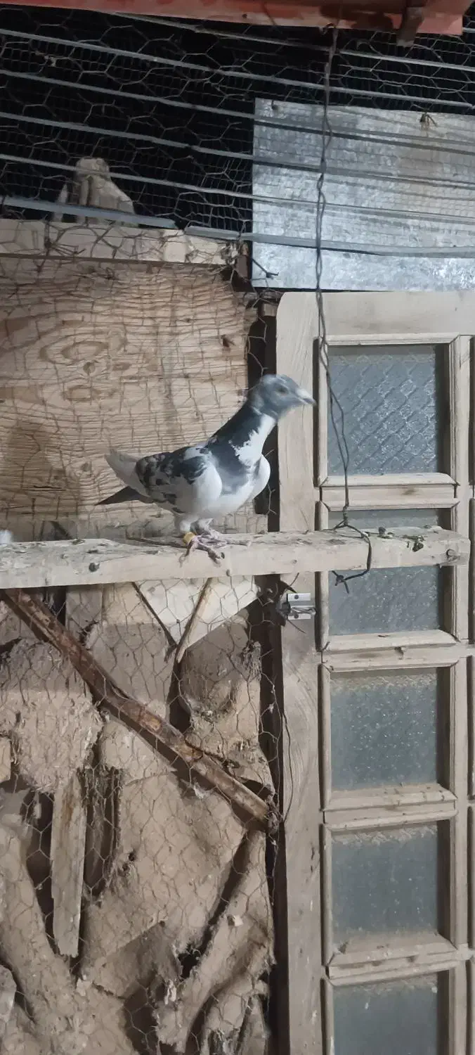 کفتر پلاک عراق.|پرنده|شاهرود, |دیوار