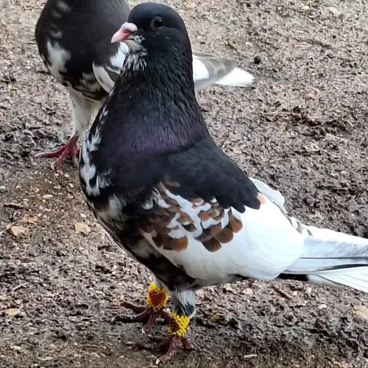 کفتر داریون|پرنده|شیراز, داریون|دیوار