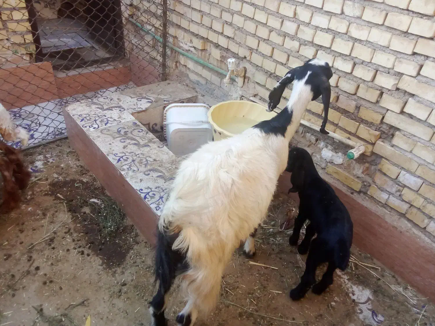 بز ماده مطفل با بزقاله ماده|حیوانات مزرعه|خرمشهر, |دیوار