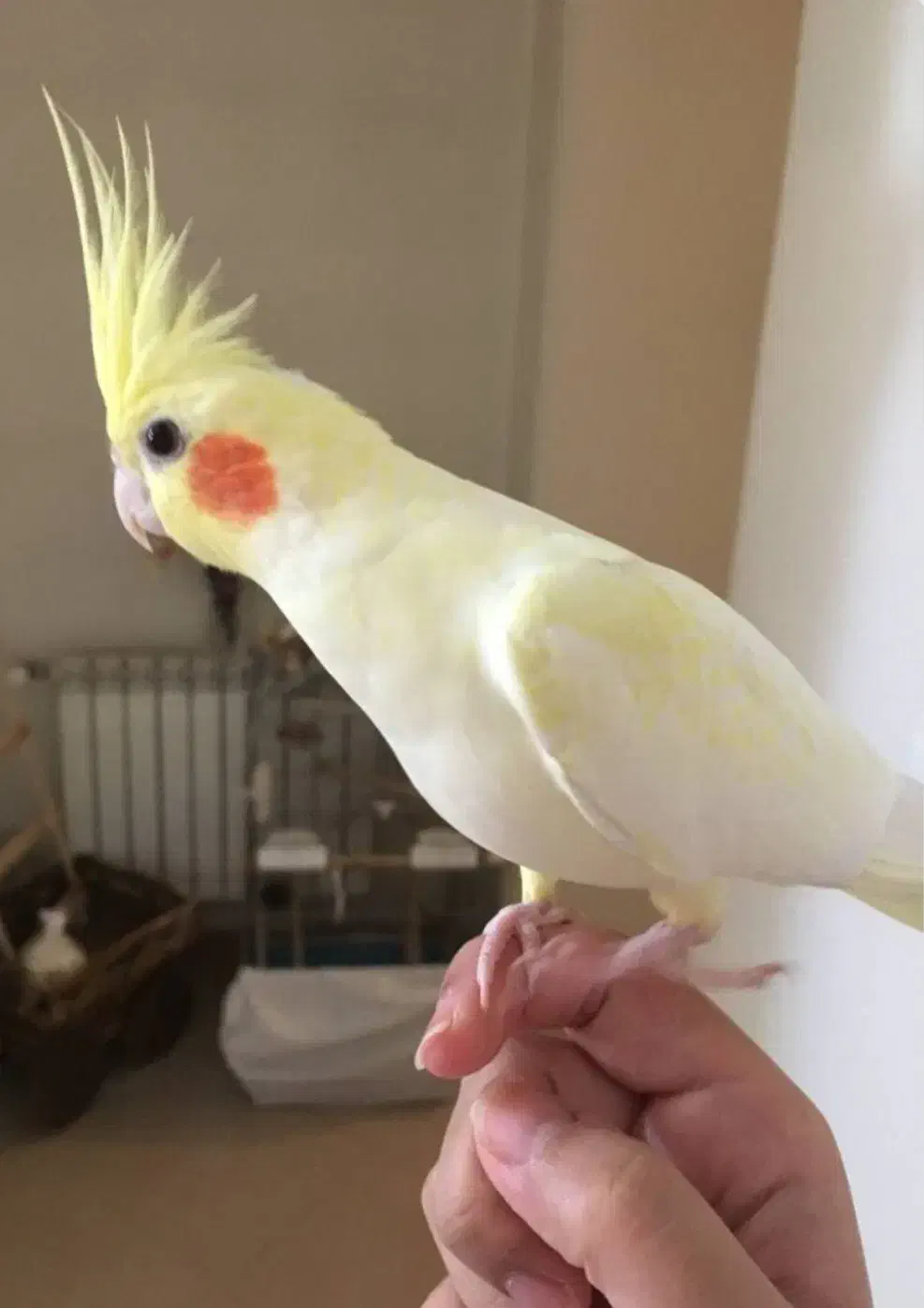 عروس هلندی (سخنگو)|پرنده|پاکدشت, پاکدشت (مامازند)|دیوار