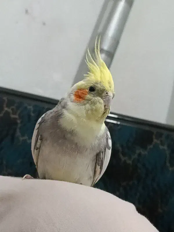 عروس هلندی نر فول دستی سخنگو|پرنده|زارچ, |دیوار