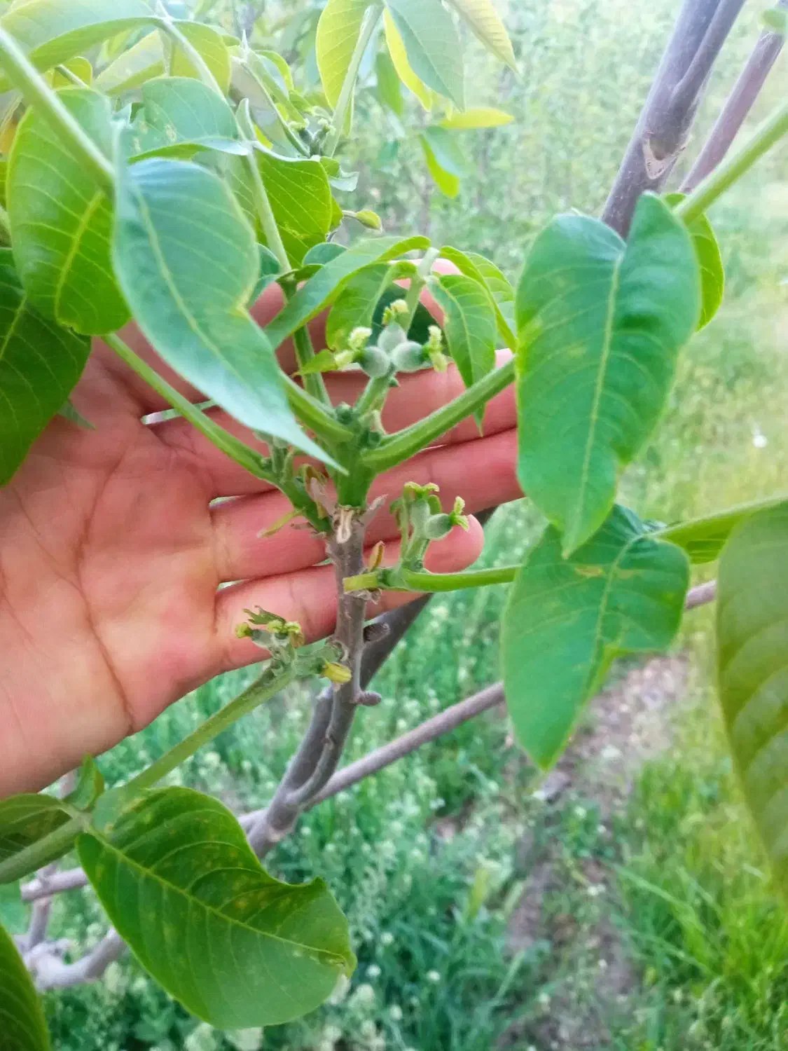 نهالستان (اشکان حمیدوند)|خدمات باغبانی و درختکاری|نهاوند, |دیوار