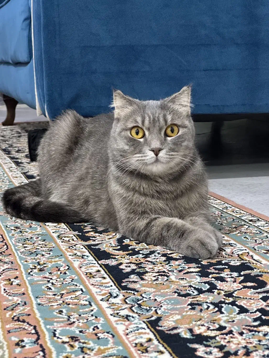 گربه بریتیش اسکاتیش شورت هیر|گربه|ساری, |دیوار