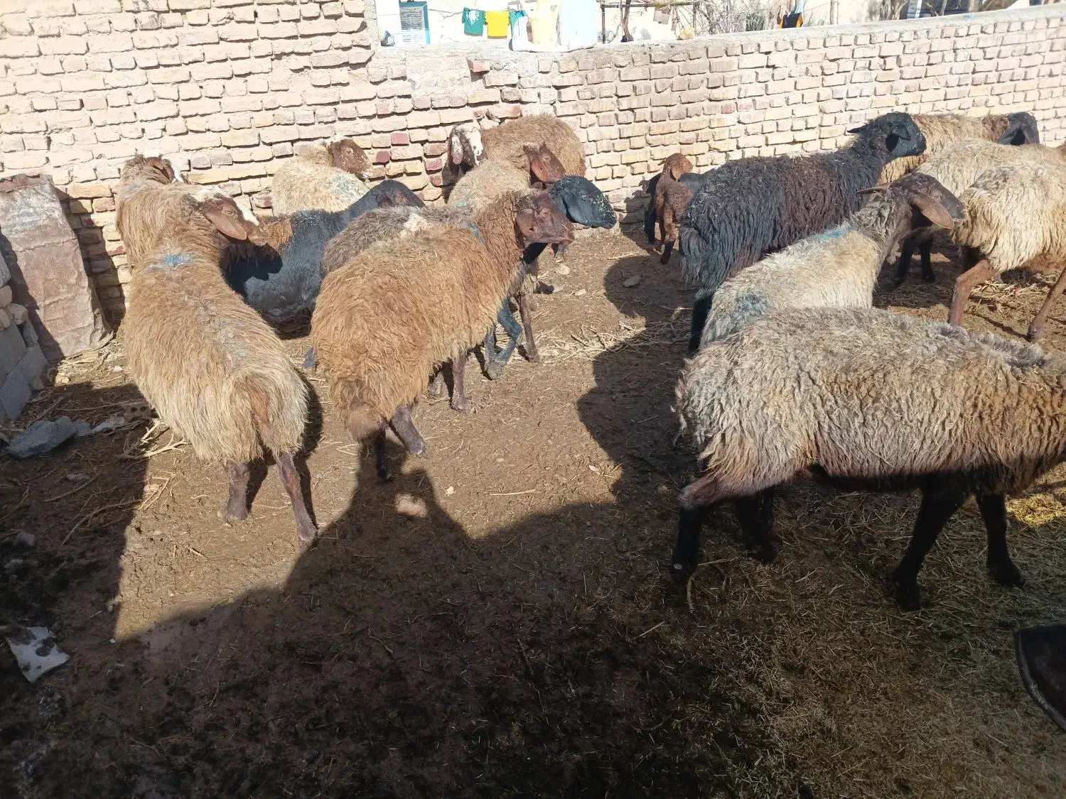 میش زایده|حیوانات مزرعه|سده (خراسان جنوبی), |دیوار