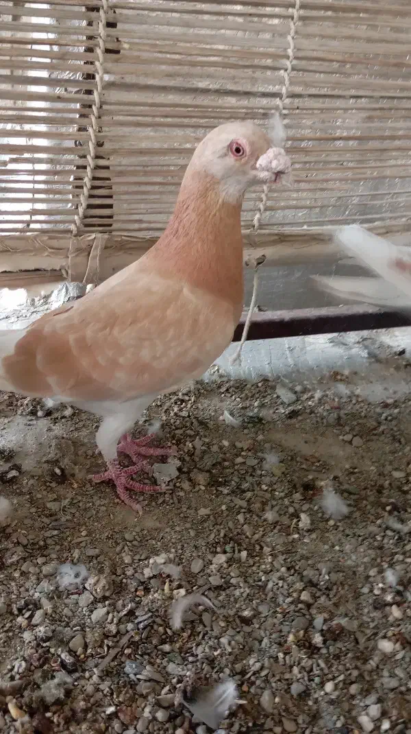 کبوتر|پرنده|سراوان, |دیوار