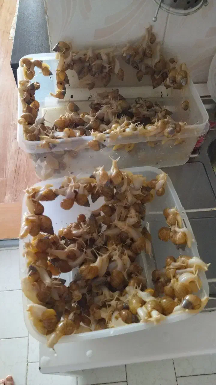 حلزون اچاتینا البینو|خزنده|پردیس, فاز ۱|دیوار