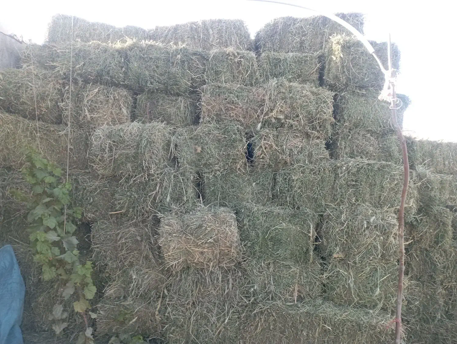 پرس خشک درجه یک|خدمات باغبانی و درختکاری|گلپایگان, |دیوار