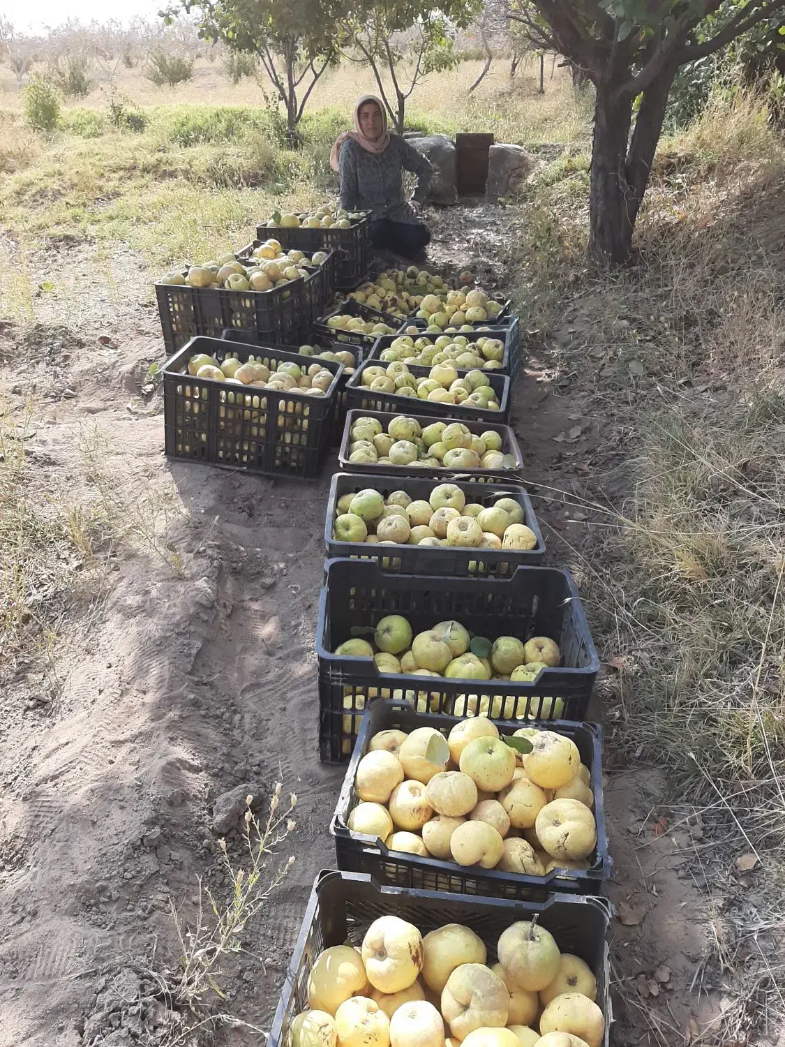 زمین کشاورزی.چاه آب سربیشه|فروش دفتر صنعتی، کشاورزی، تجاری|سربیشه, |دیوار