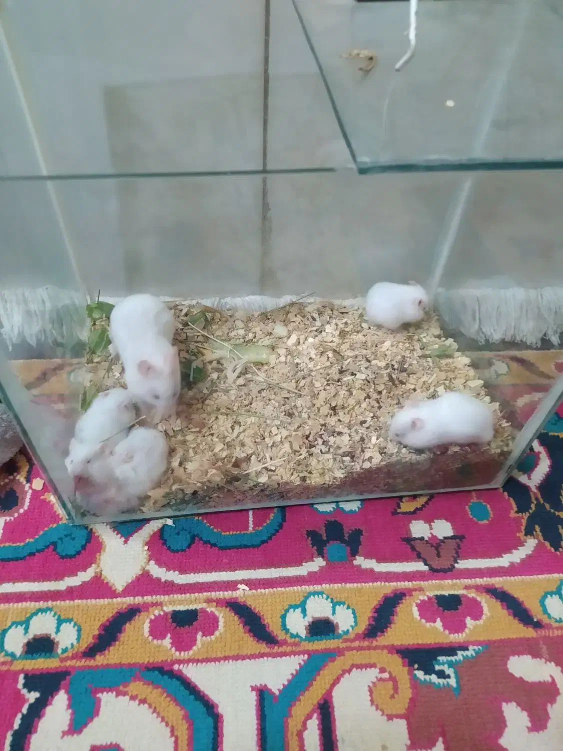 بچه همستر|موش و خرگوش|مشهد, ایوان|دیوار