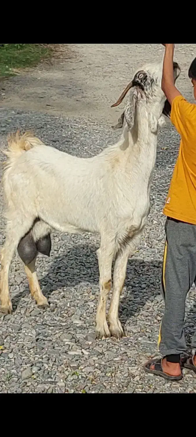 بز شیری|حیوانات مزرعه|جیرفت, |دیوار