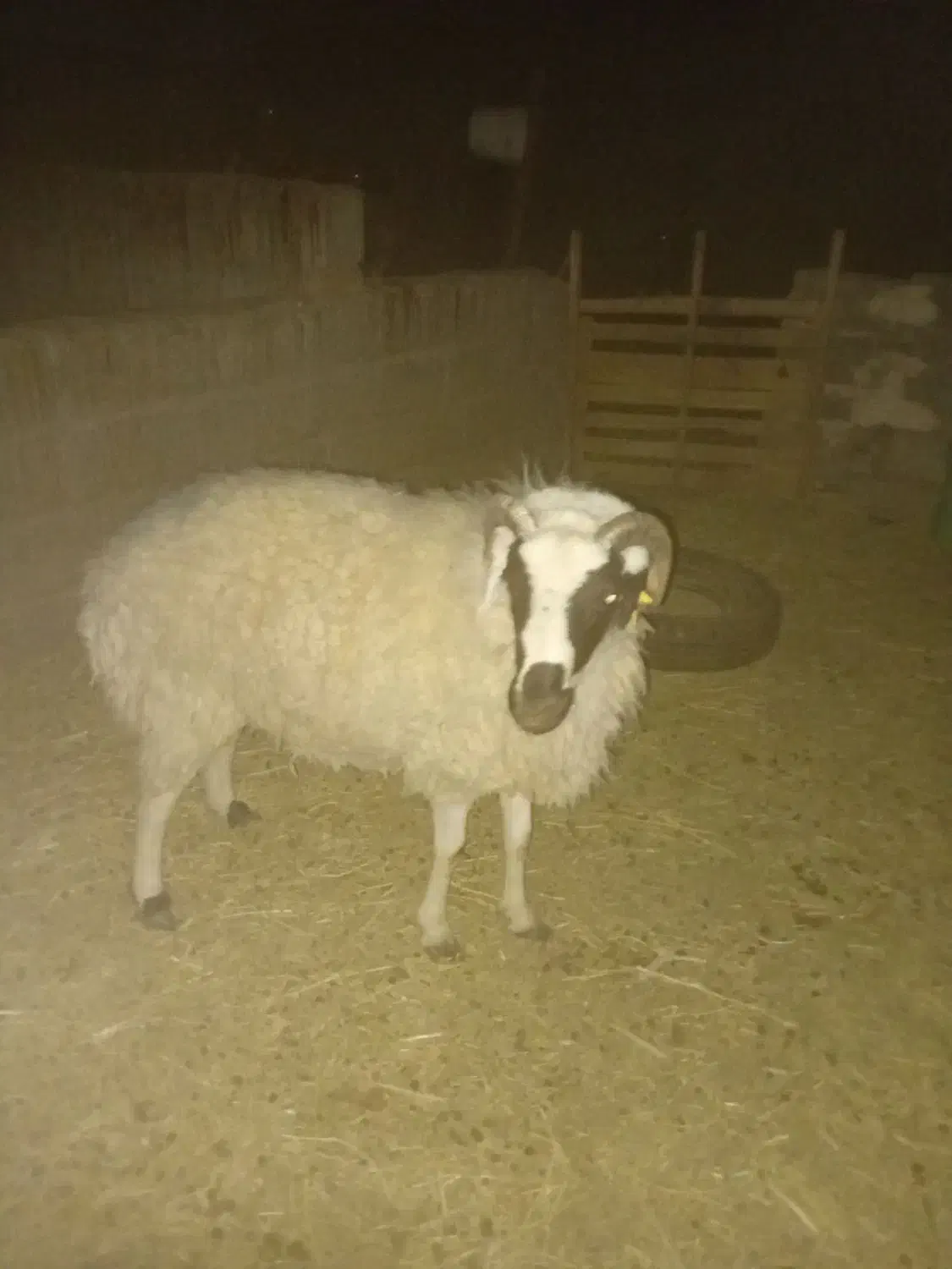 بره نر چاق کیلویی ۴۰۰|حیوانات مزرعه|رفسنجان, |دیوار