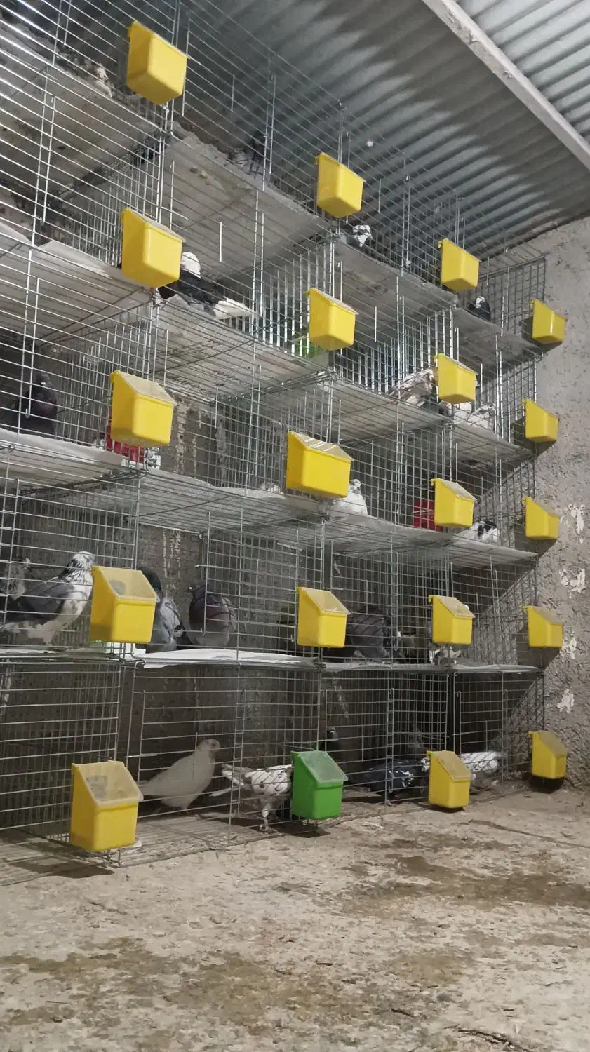 جفت کن کفتر|لوازم جانبی حیوانات|ماهدشت, |دیوار