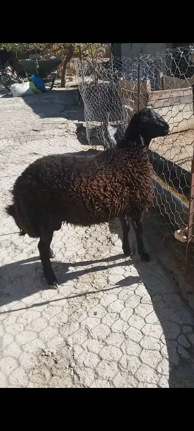 بره قوچ قزل اصل|حیوانات مزرعه|کوهدشت, |دیوار