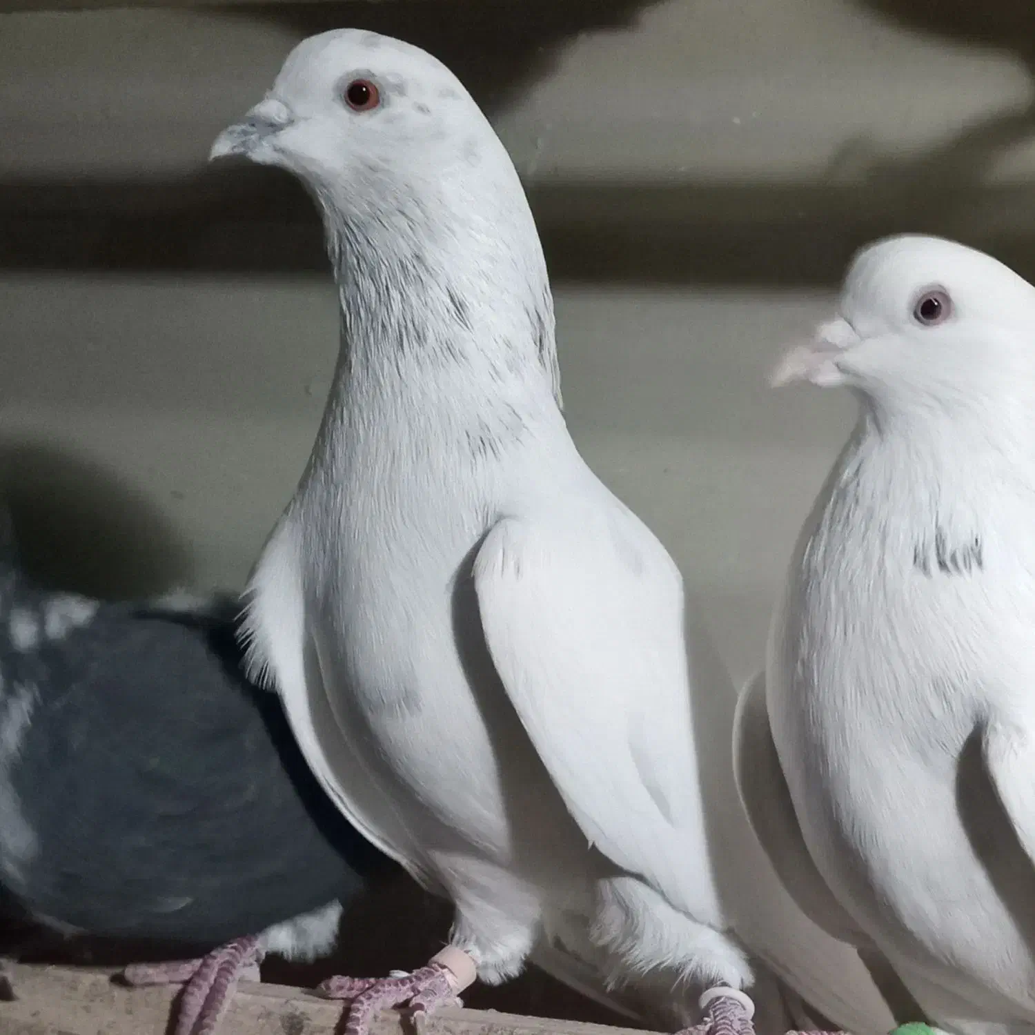 بدون عیب ایراد|حیوانات|نقده, |دیوار