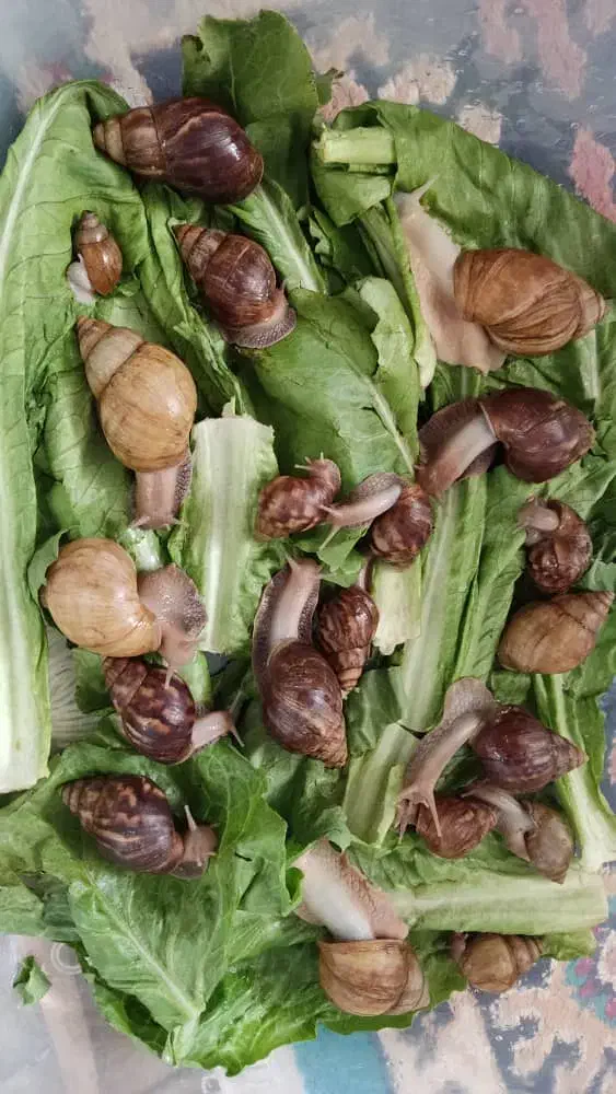 حلزون|خزنده|شیراز, کوشک میدان|دیوار