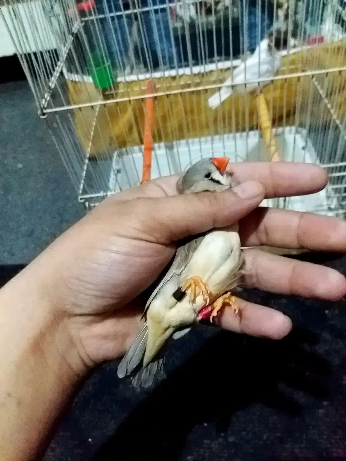 انگلیسی پلاک پلم تازه بالغ درشت|پرنده|بندر ماهشهر, |دیوار