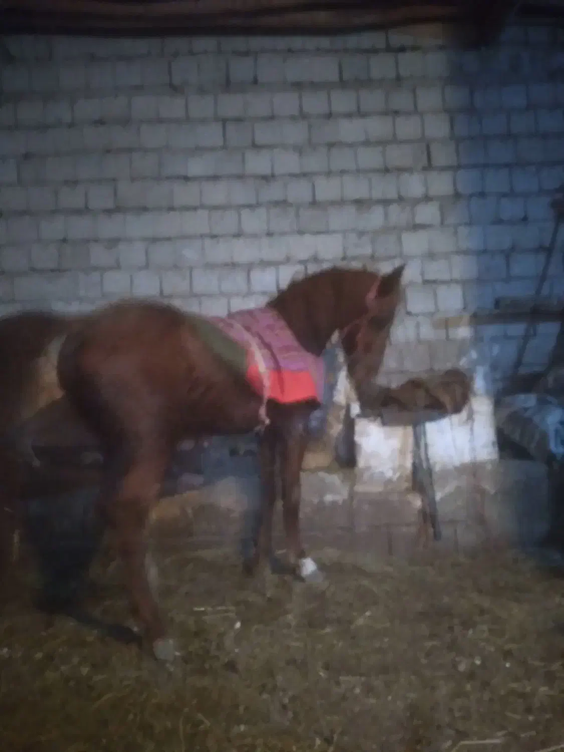 فروش نریان ۴ ساله|اسب و تجهیزات اسب‌سواری|میاندوآب, |دیوار