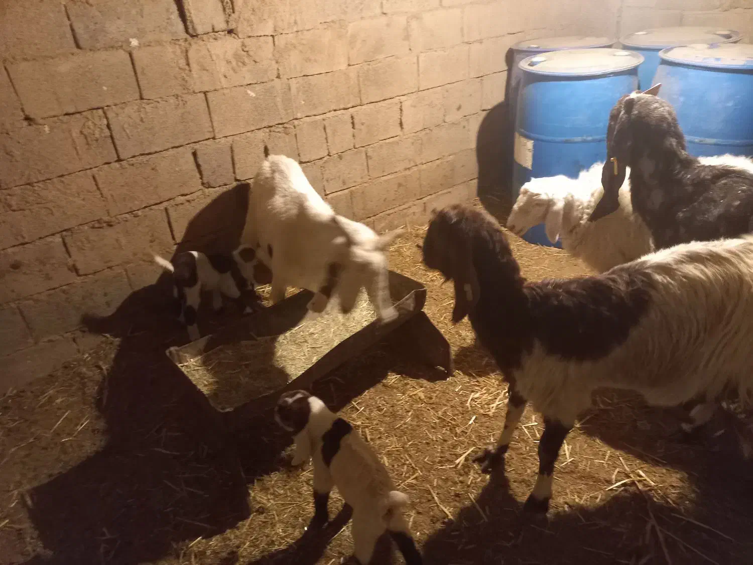 چند تا گوسفند|حیوانات مزرعه|زیرکوه, |دیوار