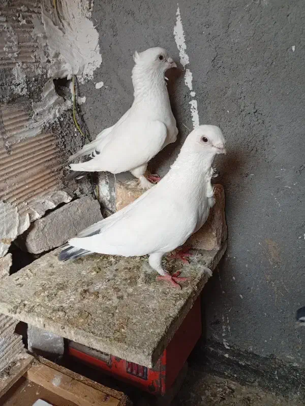 جفت سفید دم سیاه فری|پرنده|مشهد, رباط طرق|دیوار