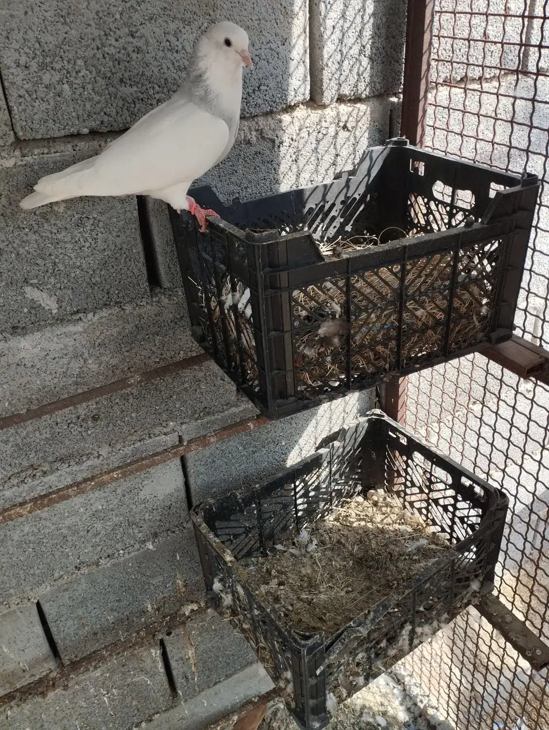 کفتر طوقی|پرنده|بندرعباس, |دیوار