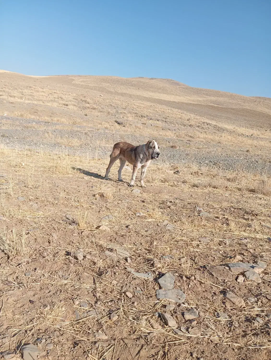 سگ آلابای اصیل|سگ|شازند, |دیوار