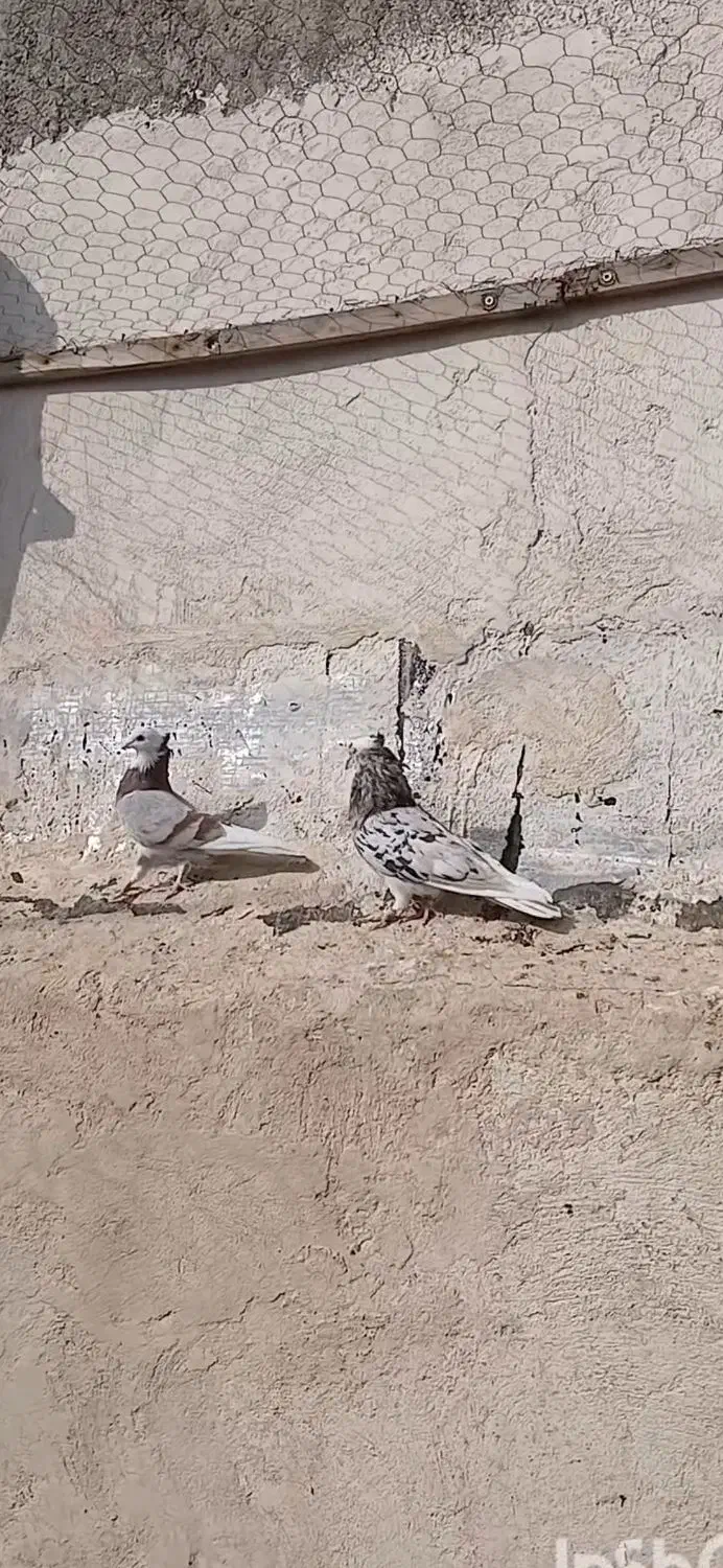 سرول|پرنده|نقده, |دیوار