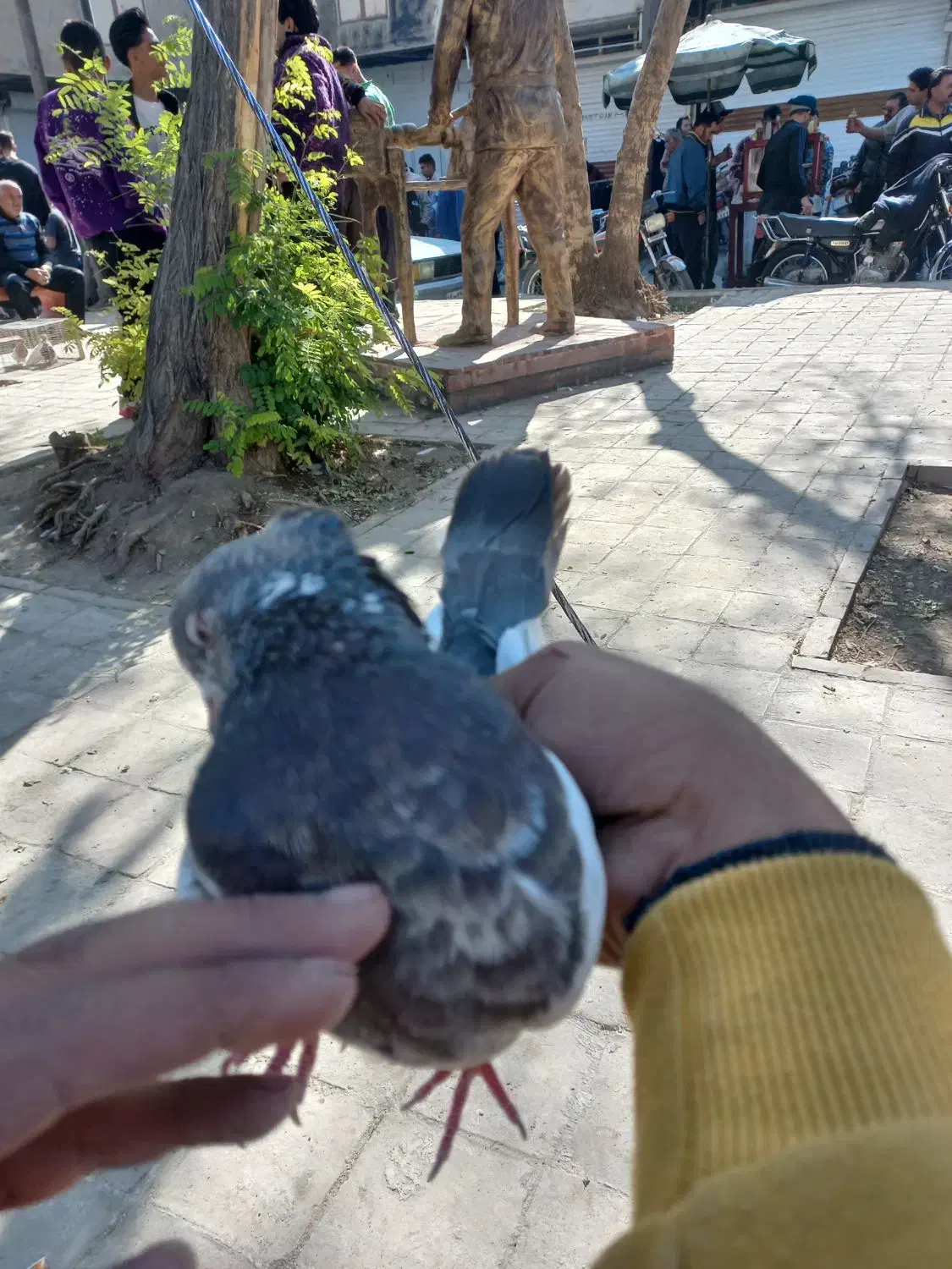 کله دمی سرجوزی|پرنده|بروجرد, |دیوار