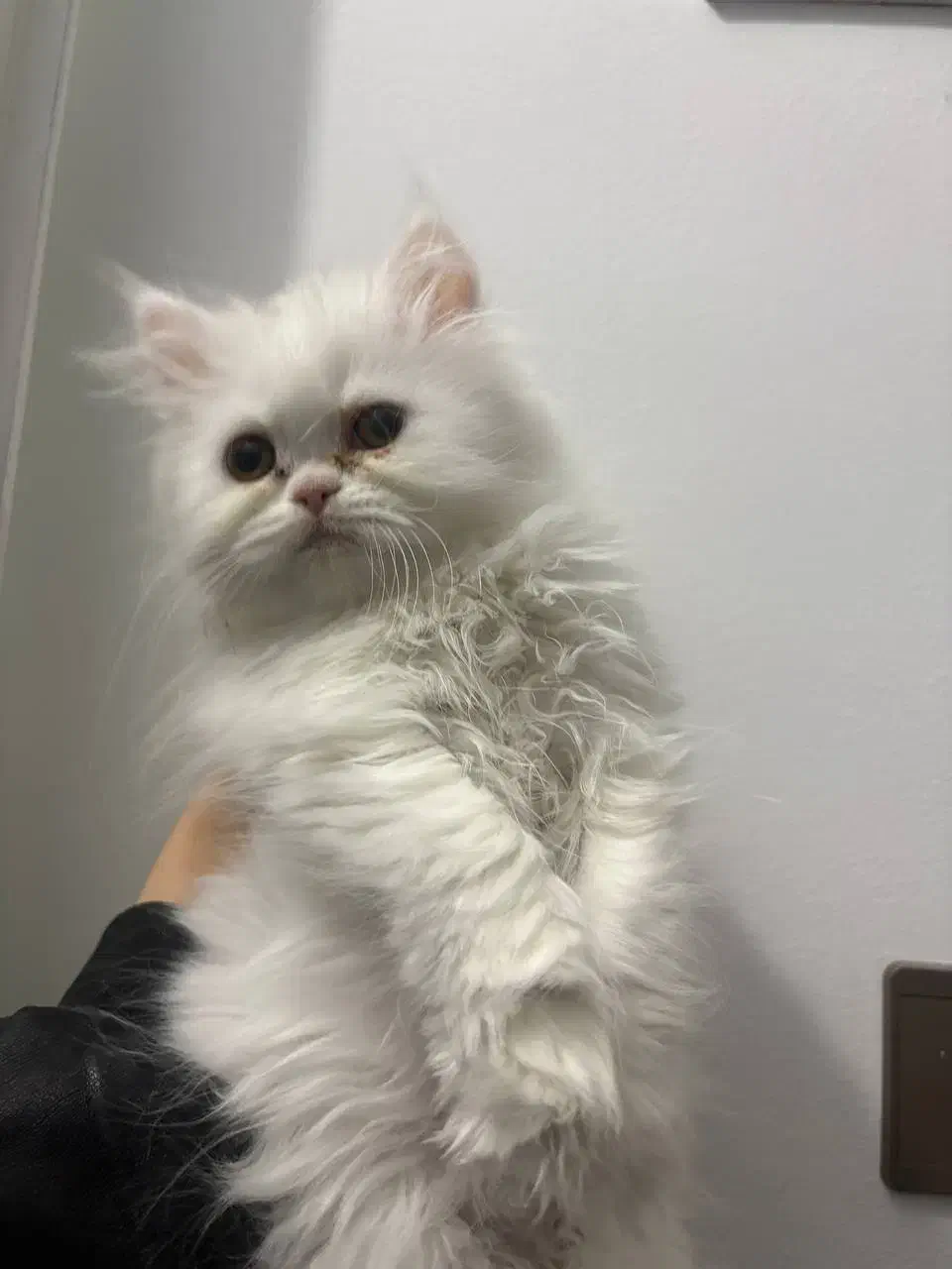 گربه پرشین|گربه|لار, |دیوار