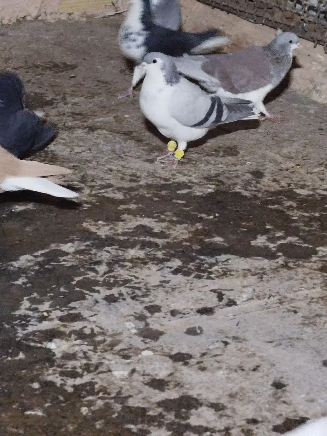 شیر سبز،شیر مگسی،تاقدوم ایدی|پرنده|فیروزه, |دیوار