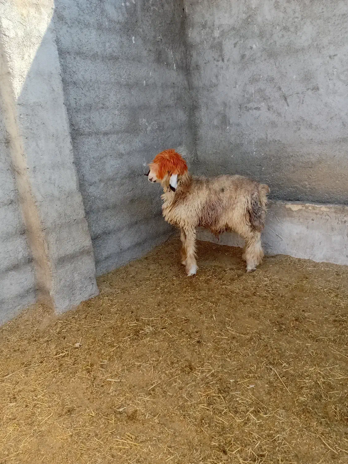 بره تخمی|حیوانات مزرعه|ایذه, |دیوار