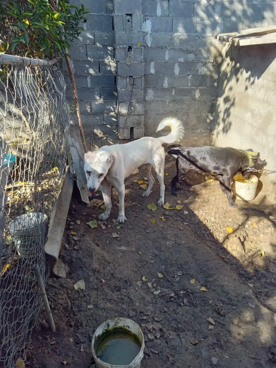 سگ الابای|سگ|بابلسر, |دیوار