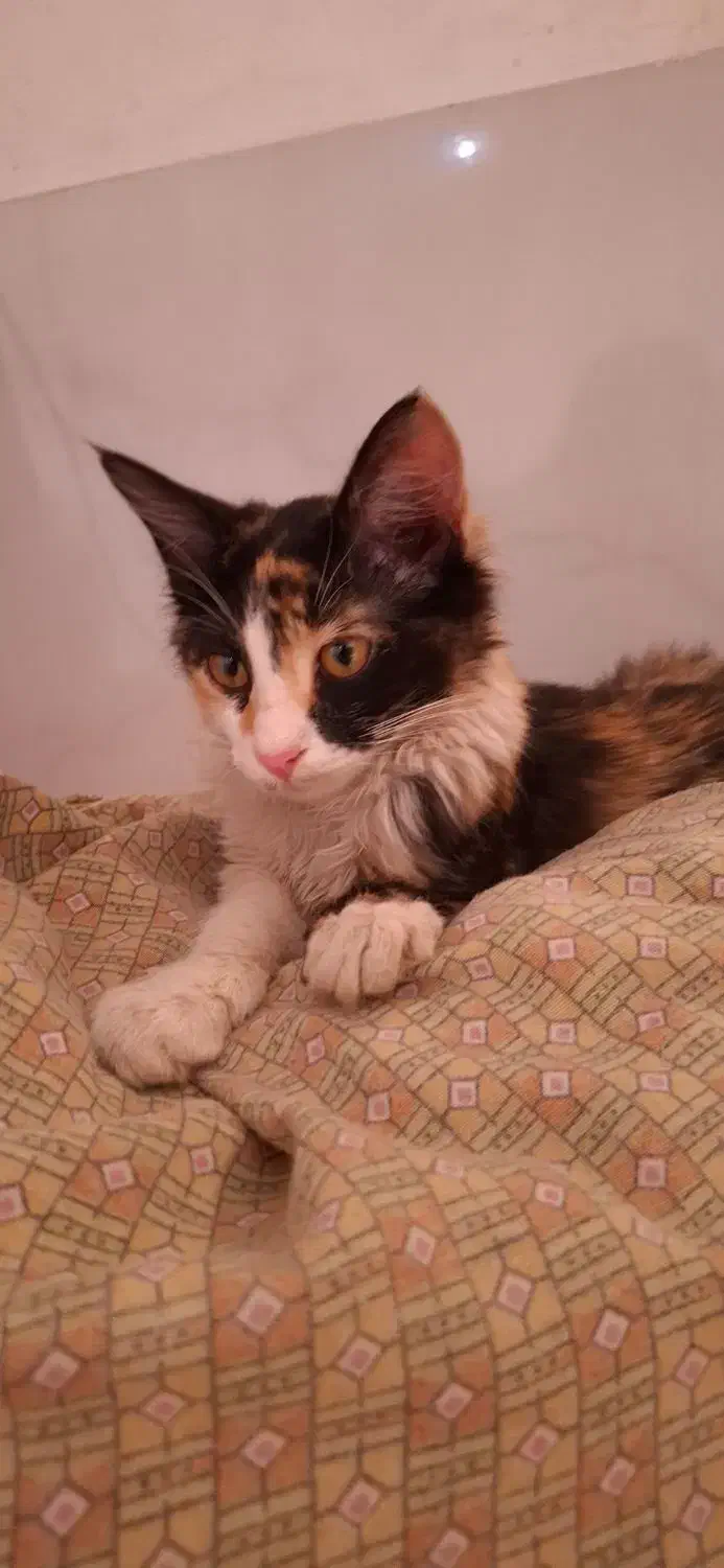 بچه گربه|گربه|رباط‌کریم, نصیرشهر|دیوار