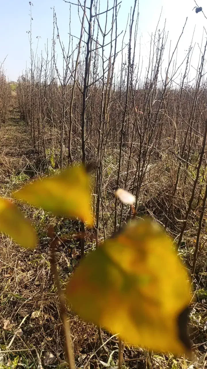 نهـالهای ایرانی و خارجــی|خدمات باغبانی و درختکاری|کبودرآهنگ, |دیوار