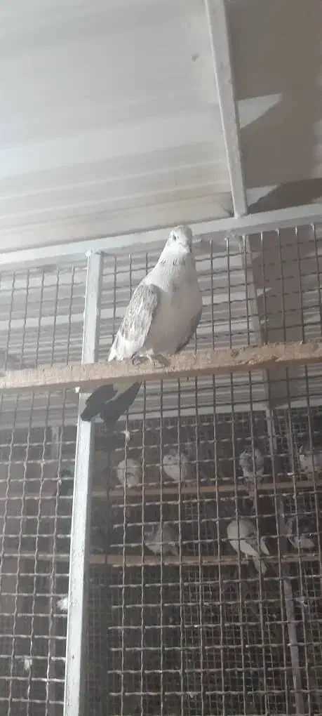 یه دونه کبوتر پرشی نر به فروش می رسد|پرنده|قشم, |دیوار